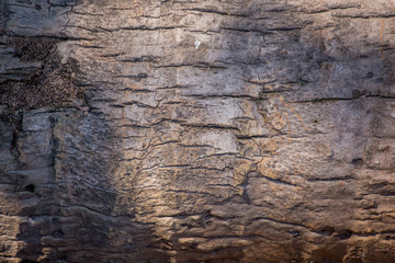 Wood wall texture