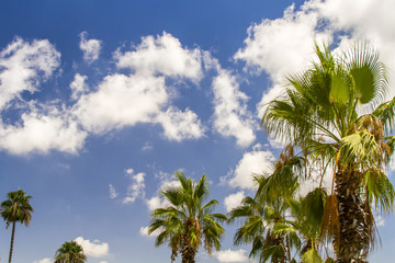 Naklejka premium Blue sky and palm trees