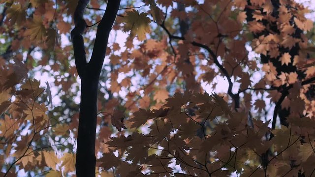 木漏れ日の森 紅葉 ４７ 晩秋のもみじ かえで