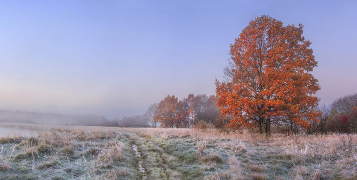 Fototapeta Autumn nature landscape with clear sky and colored tree. Cold meadow with hoarfrost on grass in november morning. Amazing fall. Vibrant panoramic view on natural wild autumnal meadow before forest.