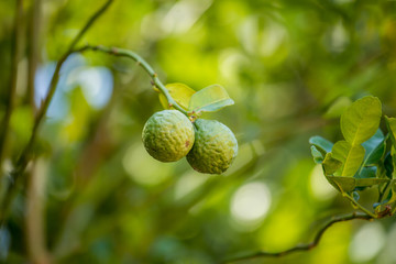 Obraz premium Bergamot in the garden