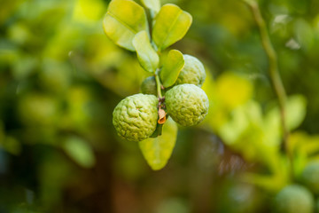 Fototapeta premium Bergamot in the garden