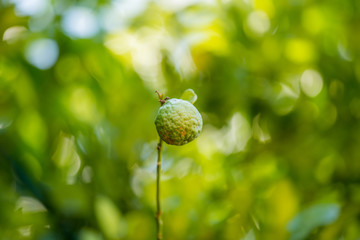 Bergamot in the garden