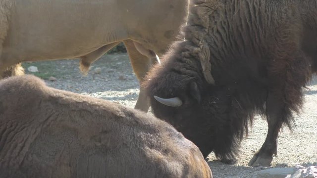 Buffalo bison herd eating on sunny day