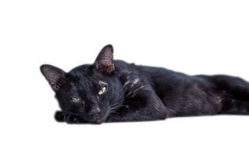 Fototapeta premium A Thai black cat on white isolated