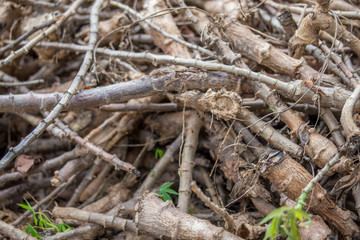 Fresh Cassava texture 