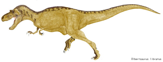 パキケファロサウルス 白亜紀後期の堅頭類と呼ばれる比較的小型の種類の恐竜の中で 最も大きい種類 ドーム状の頭骨は厚さ25センチもあり オス同士が現代のヤギのように頭突き合いをしたのではないかといわれている 頭でぶつかる姿勢をとる時頭蓋骨から背骨 尾までが