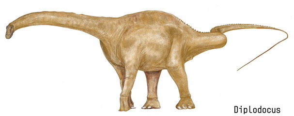 ディプロドクス・カーネギイ。ジュラ紀前期の恐竜。竜脚類で大型。体色は現代の動物でも大型になるほど派手な色は必要なくなるので茶色系に描いた。イラスト画像です。 - obrazy, fototapety, plakaty