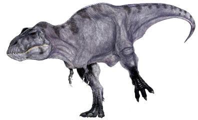 Fototapeta premium Tyranno South Rex. Kredowy mięsożerny dinozaur, ilustracyjny obraz narysowany metodą mizdrowania reprodukcyjnego szkieletu. Zamknąłem usta.