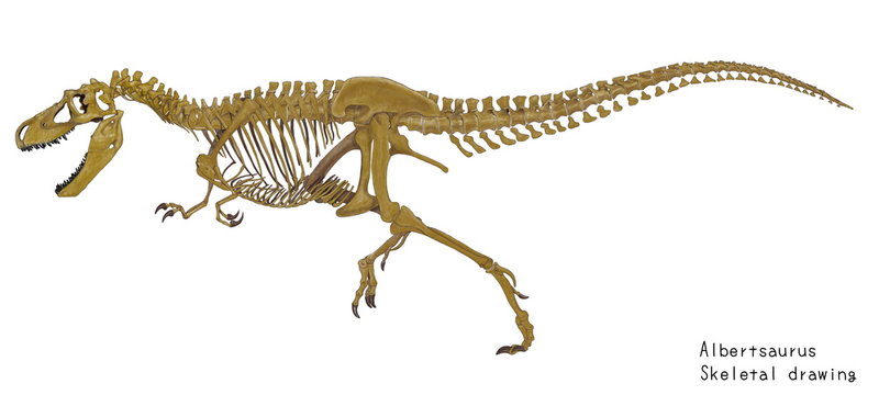 アルバートサウルス 白亜紀後期の恐竜の骨格イラスト画像 Ilustracion De Stock Adobe Stock