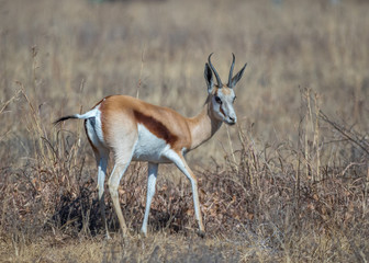 The springbok is a medium-sized antelope found mainly in southern and southwestern Africa