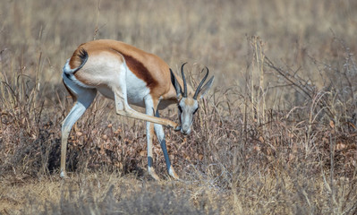 The springbok is a medium-sized antelope found mainly in southern and southwestern Africa