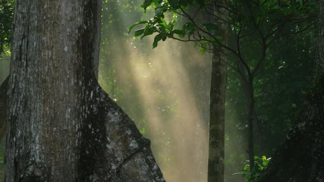 Tropical forest sunlight landscape