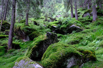 Rumunia, Karpaty Rumuńskie - Góry Fagaras, roślinność na leśnym szlaku w okolicach Balea Cascada © Iwona