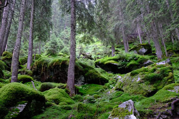 Rumunia, Karpaty Rumuńskie - Góry Fagaras, roślinność na leśnym szlaku w okolicach Balea Cascada © Iwona