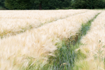 Nature scene of tractor tracks in barley plantation