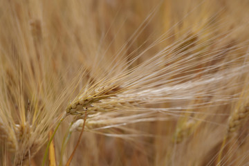 Close up shot of a single cereal plant against the plantation