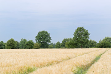 Scene of tractor tracks in the plantation of cereal plants against blue sky