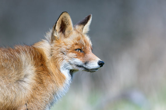 Red Fox head shot