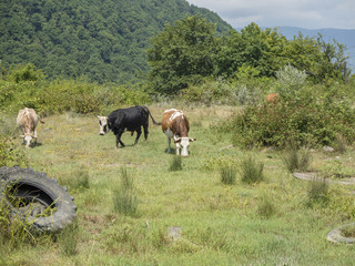Cows sip on the green glade