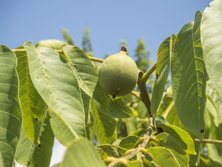 Walnut growing on a tree