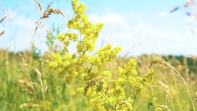 The medicinal plant Galium verum (lady's bedstraw) sway in the wind in the field among the grasses. In the background a blue sky with clouds.