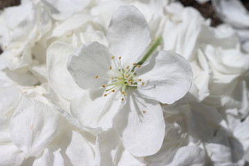 white Apple blossom on a background of white petals