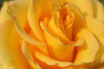 Yellow rose in the sun close-up