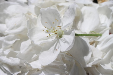 white Apple blossom on a background of white petals