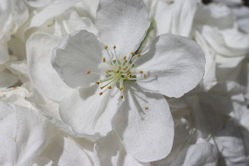 white Apple blossom on a background of white petals