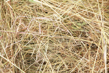 Dry grass as the background