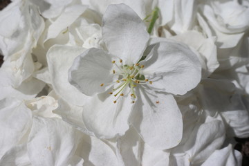 white Apple blossom on a background of white petals