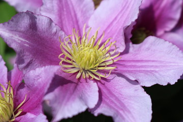 beautiful pink clematis flower сurling