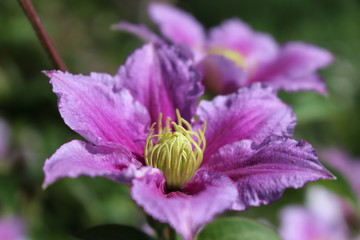 beautiful pink clematis flower сurling