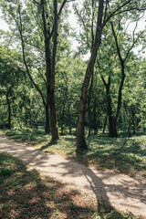 Beautiful summer park scenery 