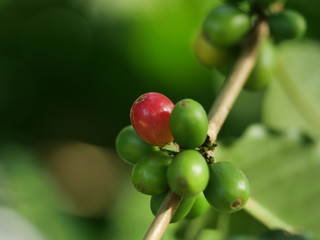 Close up  Arabica coffee bean in farm.