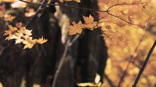 木漏れ日の森 紅葉 ６５ 晩秋のもみじ かえで
