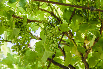 A branch of green grapes on a sunny day.