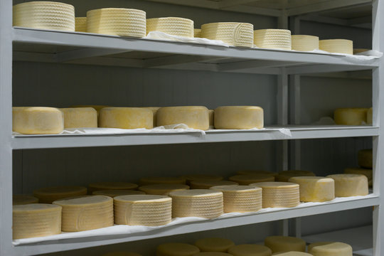Heads of young cheese on shelves in finished goods warehouse on dairy farm. Cheese manufacture