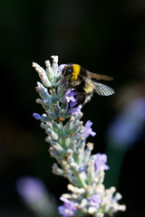 Macro photo of a bumblebee on purple lavender collecting pollen