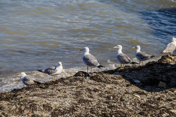 Obraz premium Gulls on the shore with pebbles catch fish from the sea.