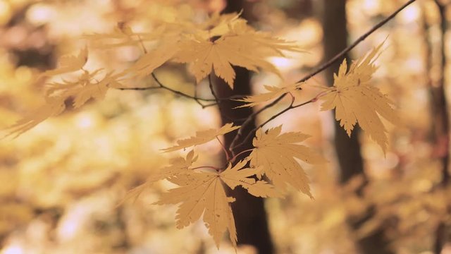 木漏れ日の森 紅葉 ７１ 晩秋のもみじ かえで