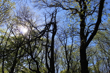 Park