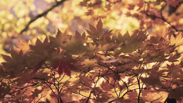 木漏れ日の森 紅葉 ７３ 晩秋のもみじ かえで