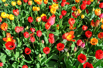 Flowering tulips