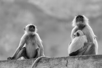 Gray langurs family