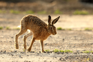 Brown Hare running