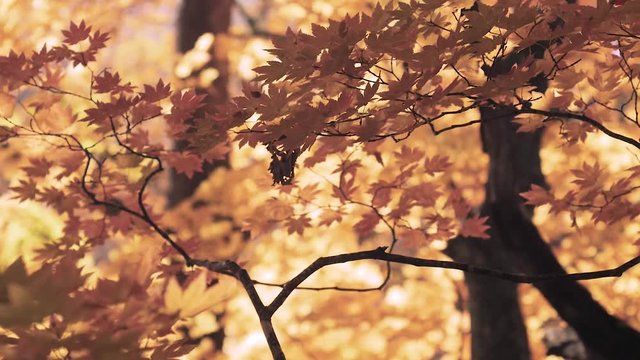 木漏れ日の森 紅葉 ７４ 晩秋のもみじ かえで