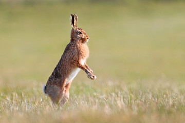 Brown hare standing up - 215224520