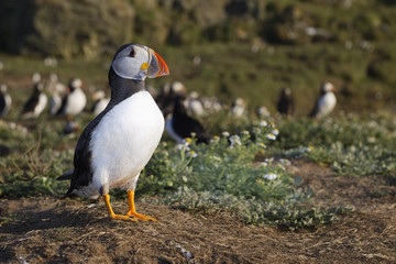 Atlantic Puffin on Skomer Island, Wales